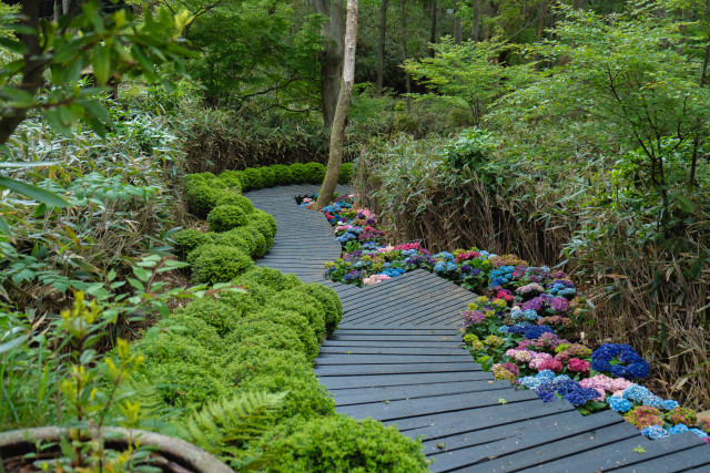 ニコライバーグマン箱根ガーデンズ「HYDRANGEA HEAVEN」2025. 6.1 - 9.30